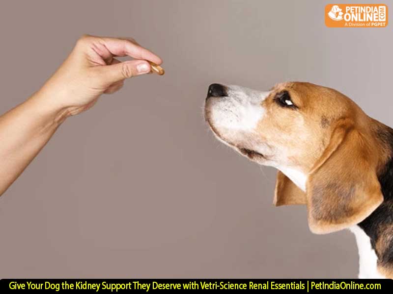 Give Your Dog the Kidney Support They Deserve with Vetri-Science Renal Essentials | PetIndiaOnline.com