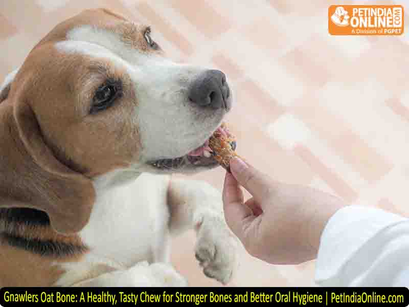 Gnawlers Oat Bone: A Healthy, Tasty Chew for Stronger Bones and Better Oral Hygiene | PetIndiaOnline.com