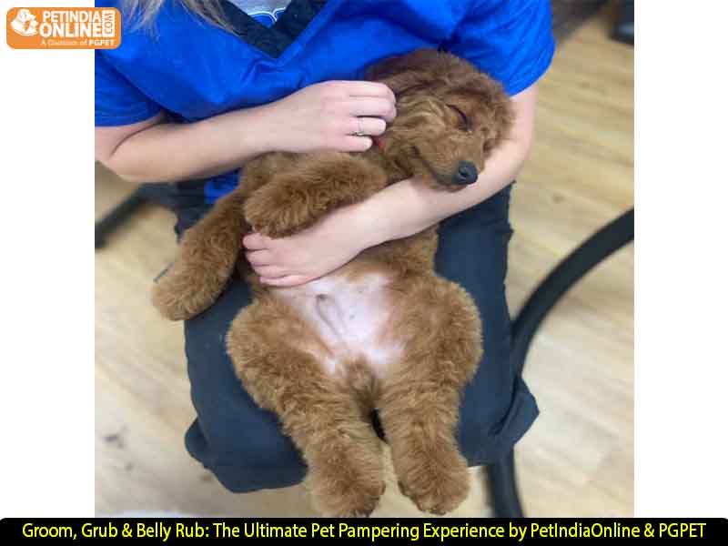 Groom, Grub & Belly Rub: The Ultimate Pet Pampering Experience by PetIndiaOnline & PGPET
