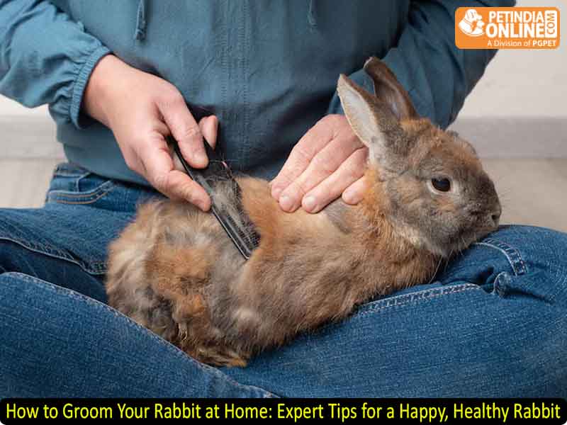 How to Groom Your Rabbit at Home: Expert Tips for a Happy, Healthy Rabbit