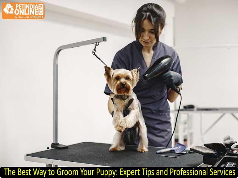 The Best Way to Groom Your Puppy: Expert Tips and Professional Services