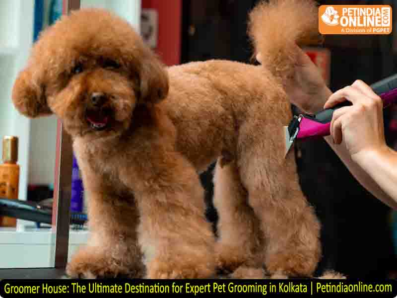 Groomer House: The Ultimate Destination for Expert Pet Grooming in Kolkata | Petindiaonline.com