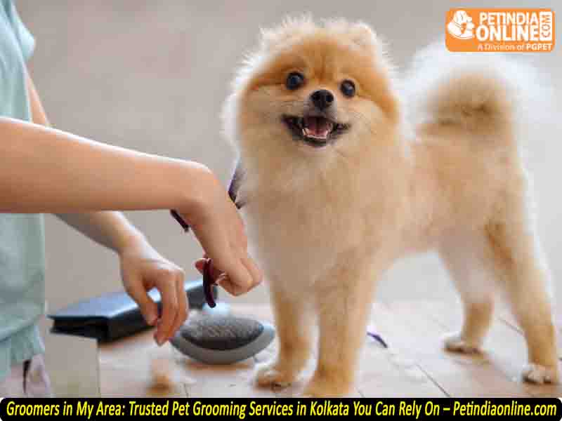 Groomers in My Area: Trusted Pet Grooming Services in Kolkata You Can Rely On – Petindiaonline.com
