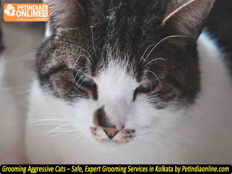 Grooming Aggressive Cats – Safe, Expert Grooming Services in Kolkata by Petindiaonline.com