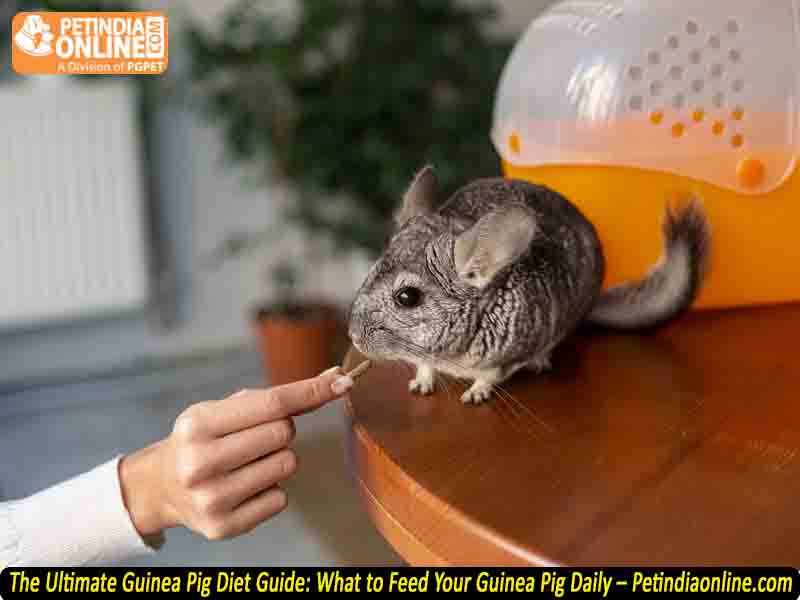 The Ultimate Guinea Pig Diet Guide: What to Feed Your Guinea Pig Daily – Petindiaonline.com