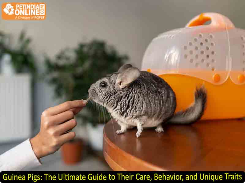  Guinea Pigs: The Ultimate Guide to Their Care, Behavior, and Unique Traits