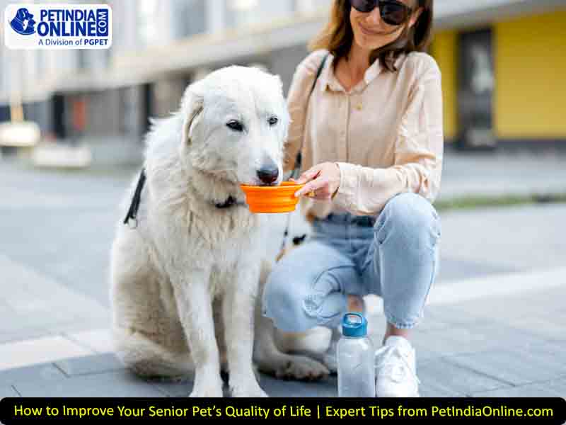 Gutty Pet ORS Electrolyte with Pre & Probiotics – Complete Gut & Hydration Support for Dogs and Cats