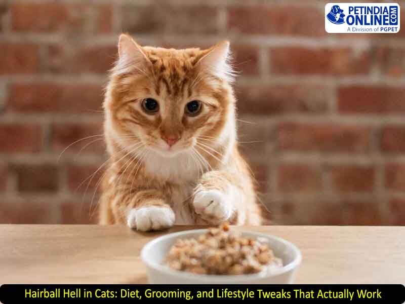 Hairball Hell in Cats: Diet, Grooming, and Lifestyle Tweaks That Actually Work