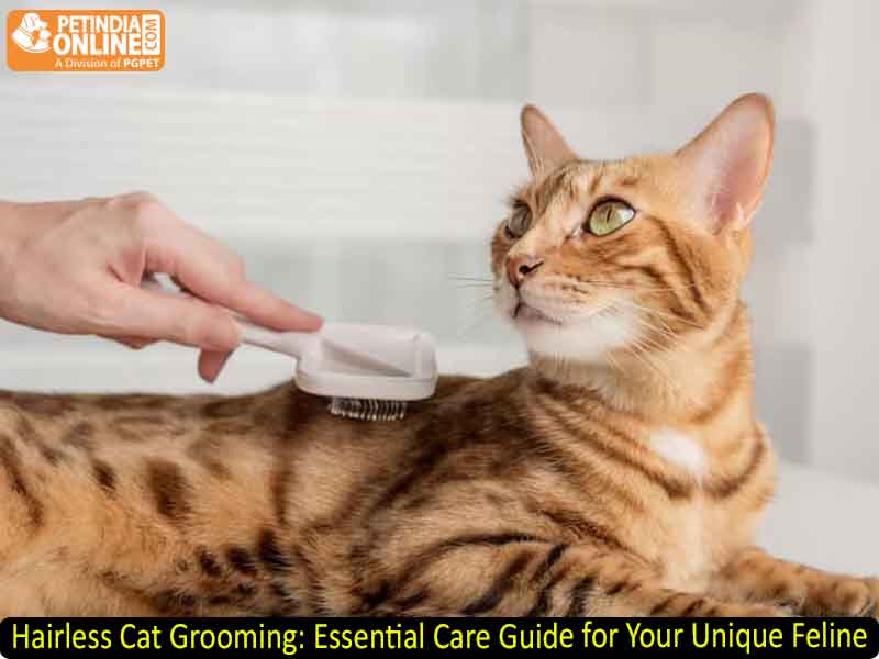 Hairless Cat Grooming: Essential Care Guide for Your Unique Feline