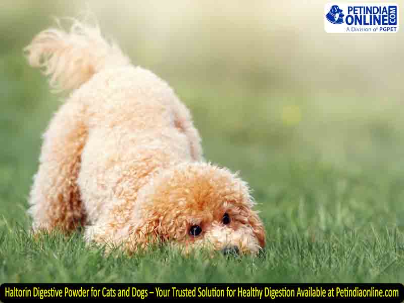 Haltorin Digestive Powder for Cats and Dogs – Your Trusted Solution for Healthy Digestion Available at Petindiaonline.com
