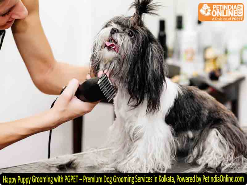 Happy Puppy Grooming with PGPET – Premium Dog Grooming Services in Kolkata, Powered by PetIndiaOnline.com
