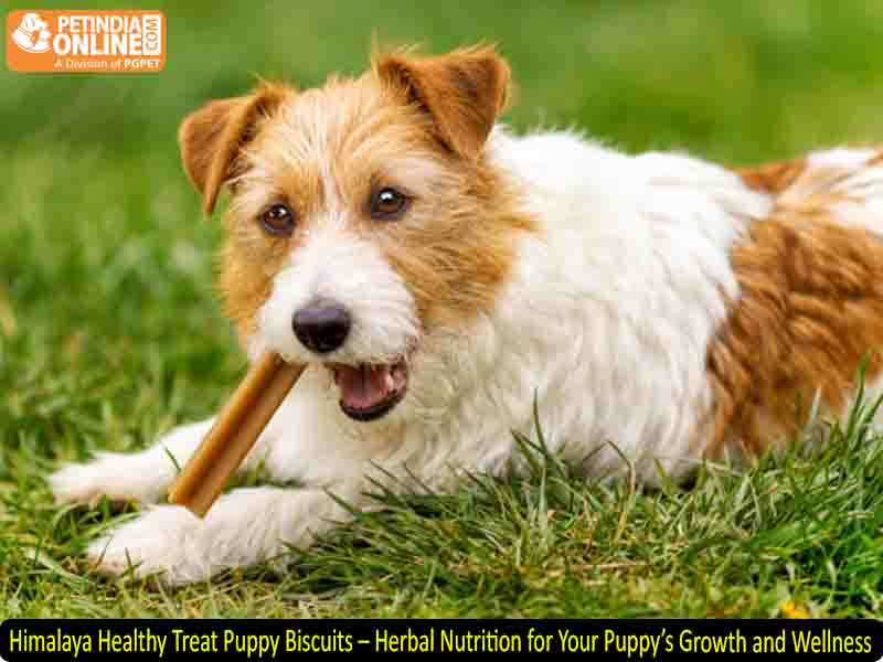 Himalaya Healthy Treat Puppy Biscuits – Herbal Nutrition for Your Puppy’s Growth and Wellness