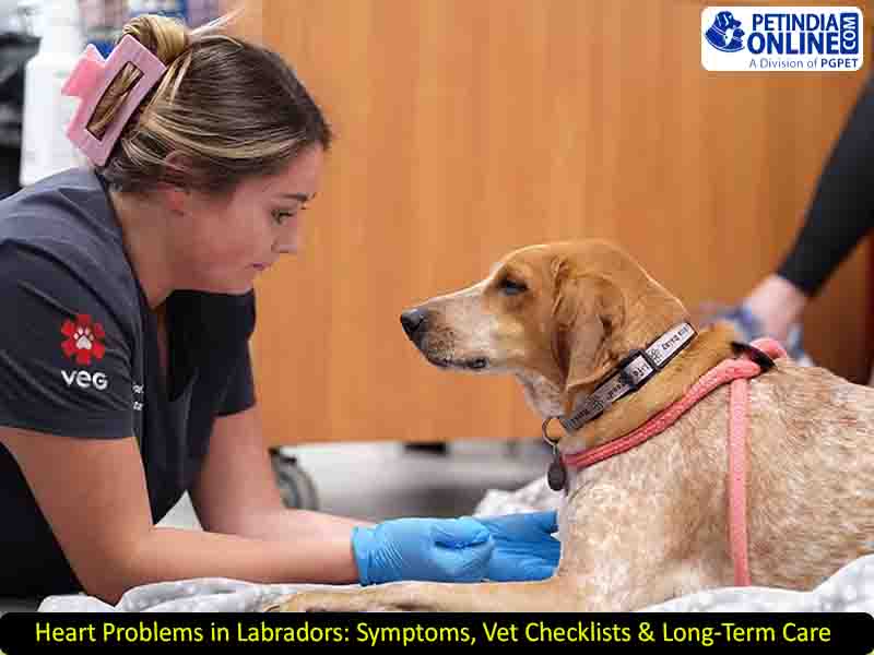 Heart Problems in Labradors: Symptoms, Vet Checklists & Long-Term Care