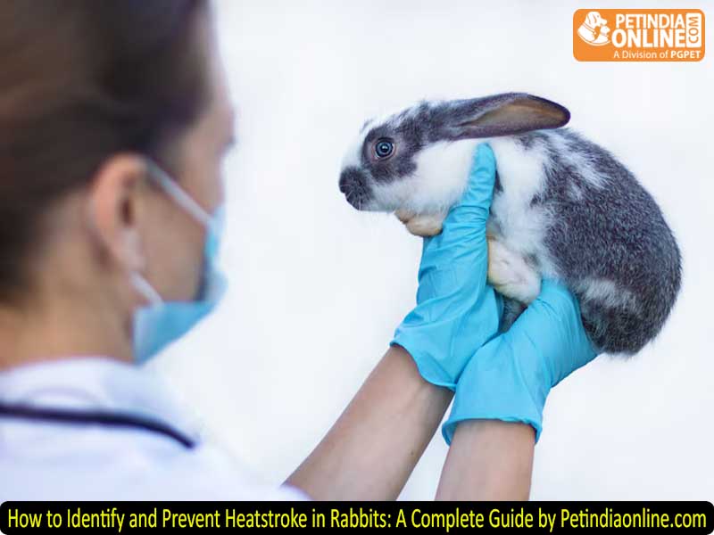 How to Identify and Prevent Heatstroke in Rabbits: A Complete Guide by Petindiaonline.com