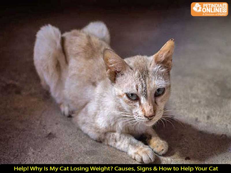 Help! Why Is My Cat Losing Weight? Causes, Signs & How to Help Your Cat