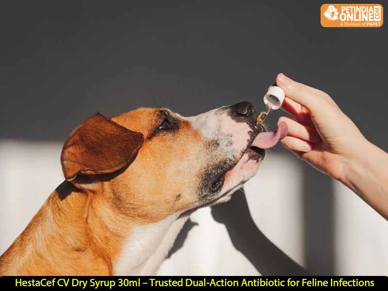 HestaCef CV Dry Syrup 30ml – Trusted Dual-Action Antibiotic for Feline Infections