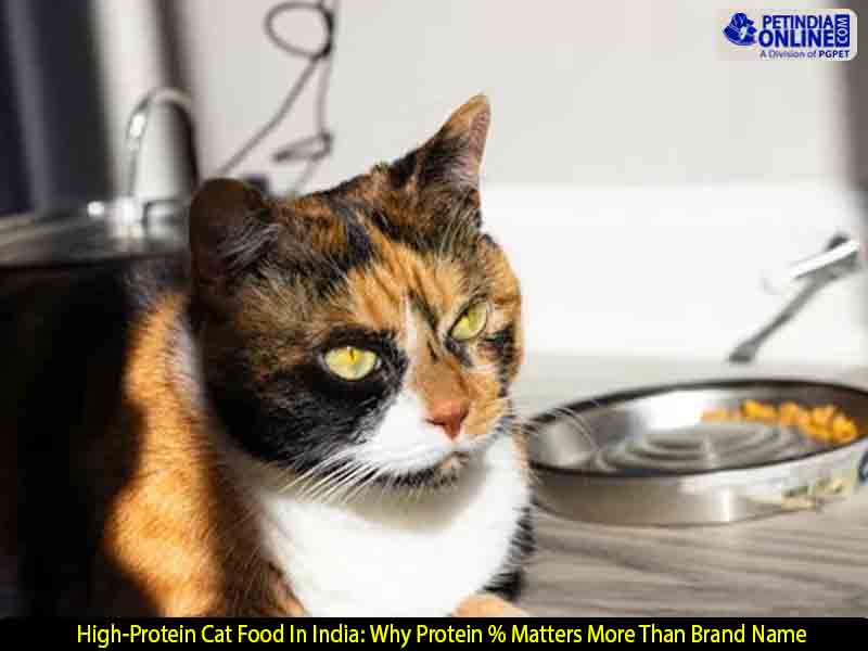 High-Protein Cat Food In India: Why Protein % Matters More Than Brand Name
