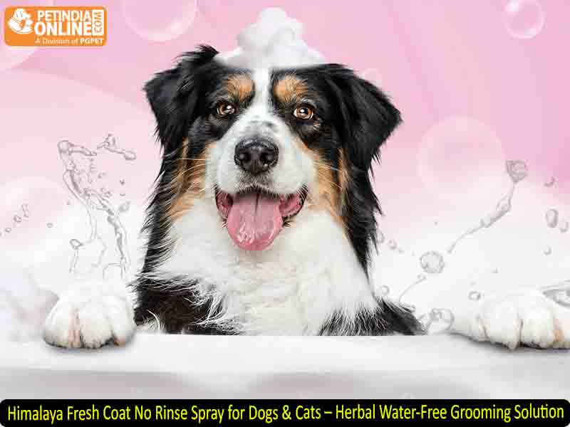 Himalaya Fresh Coat No Rinse Spray for Dogs & Cats – Herbal Water-Free Grooming Solution