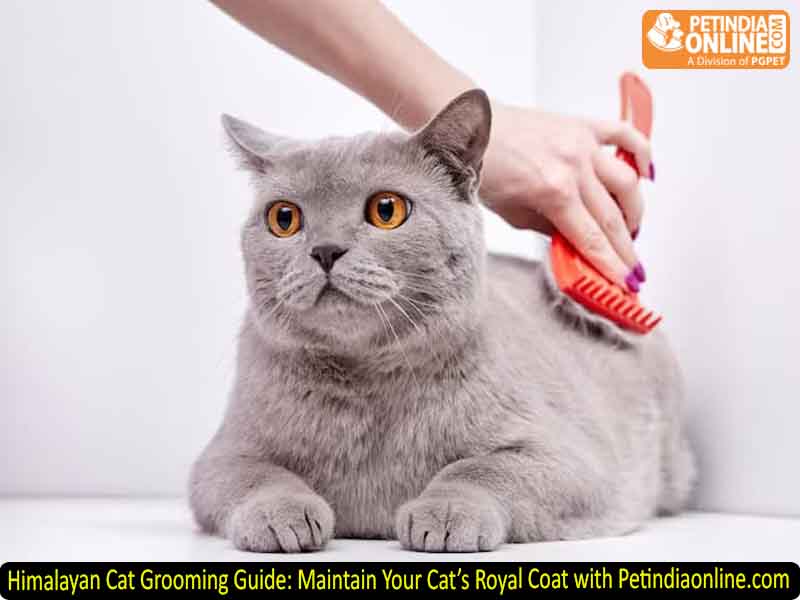 Himalayan Cat Grooming Guide: Maintain Your Cat’s Royal Coat with Petindiaonline.com