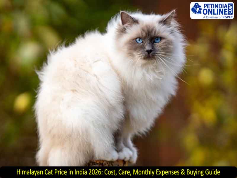 Himalayan Cat Price in India 2026: Cost, Care, Monthly Expenses & Buying Guide