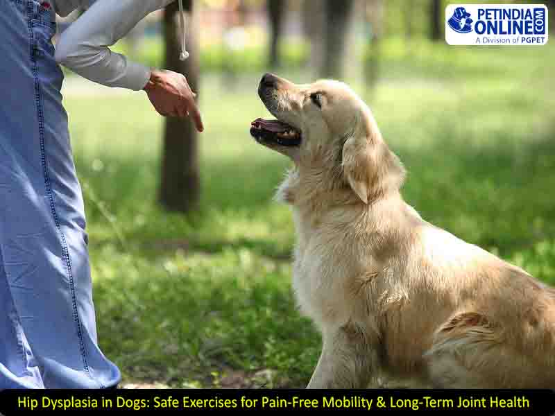 Hip Dysplasia in Dogs: Safe Exercises for Pain-Free Mobility & Long-Term Joint Health