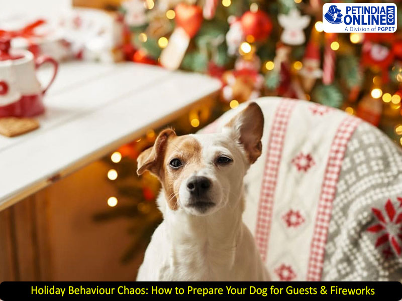 Holiday Behaviour Chaos: How to Prepare Your Dog for Guests & Fireworks