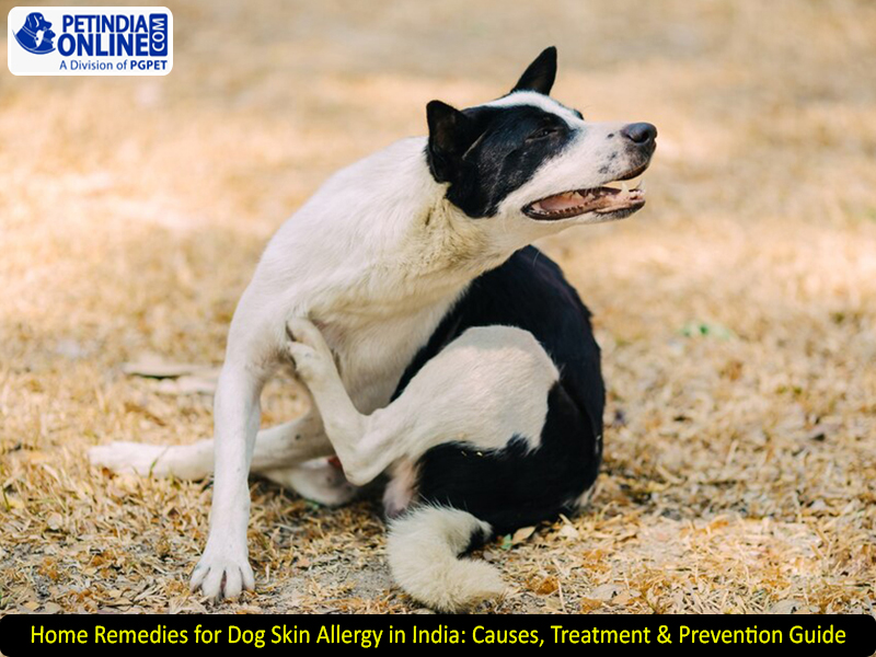 Home Remedies for Dog Skin Allergy in India: Causes, Treatment & Prevention Guide