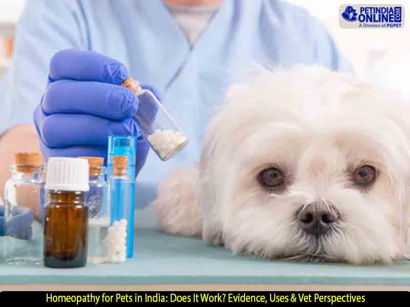 Homeopathy for Pets in India: Does It Work? Evidence, Uses & Vet Perspectives