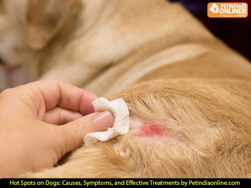 Hot Spots on Dogs: Causes, Symptoms, and Effective Treatments by Petindiaonline.com