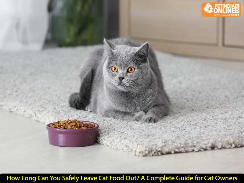 How Long Can You Safely Leave Cat Food Out? A Complete Guide for Cat Owners