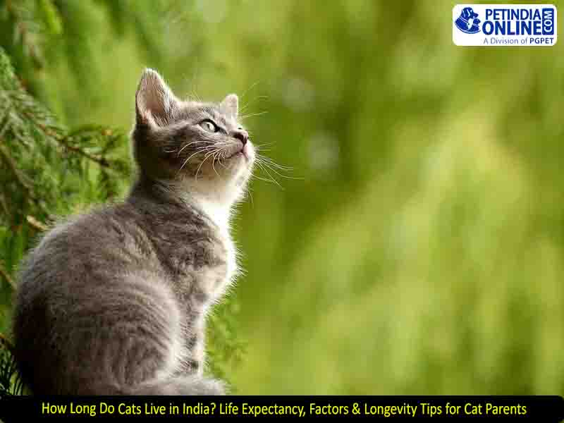 How Long Do Cats Live in India? Life Expectancy, Factors & Longevity Tips for Cat Parents