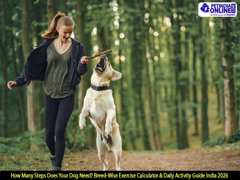 How Many Steps Does Your Dog Need? Breed-Wise Exercise Calculator & Daily Activity Guide (India 2026)
