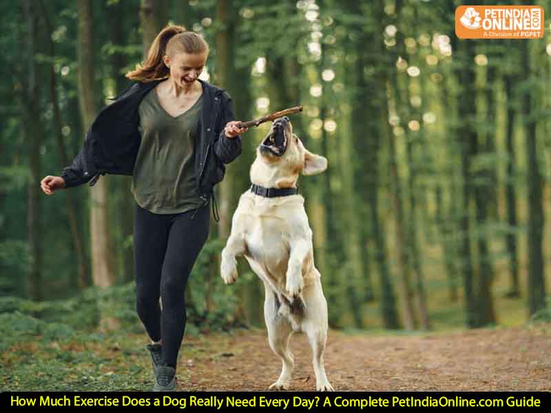How Much Exercise Does a Dog Really Need Every Day? A Complete PetIndiaOnline.com Guide