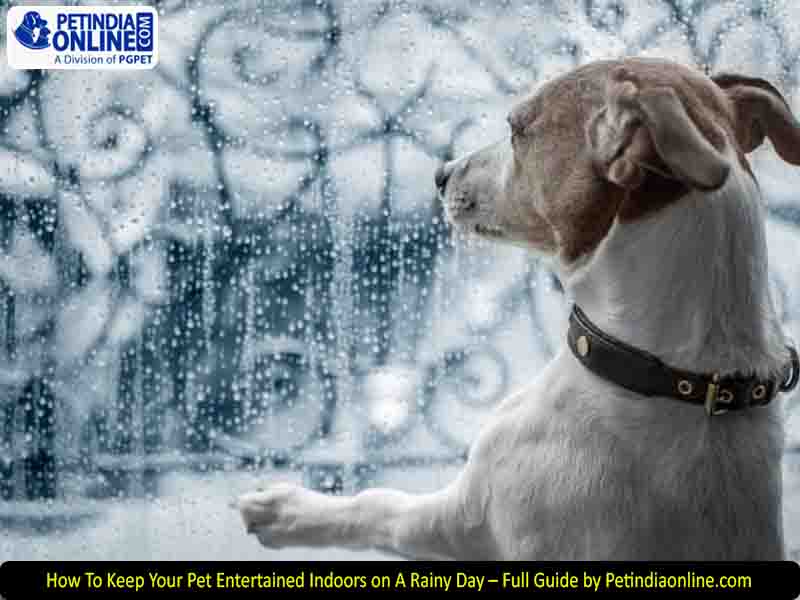 How To Keep Your Pet Entertained Indoors on A Rainy Day – Full Guide by Petindiaonline.com