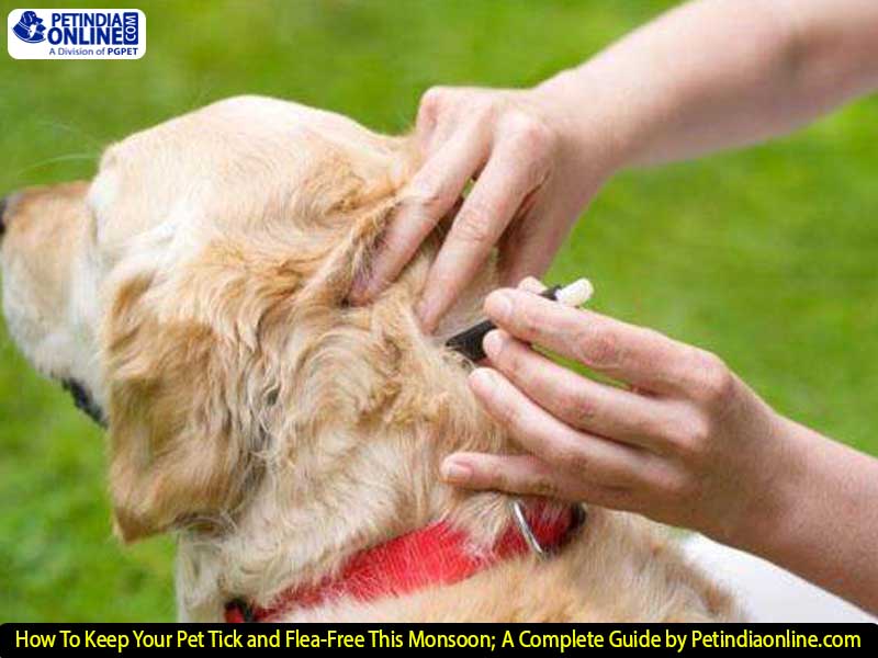 How To Keep Your Pet Tick and Flea-Free This Monsoon; A Complete Guide by Petindiaonline.com