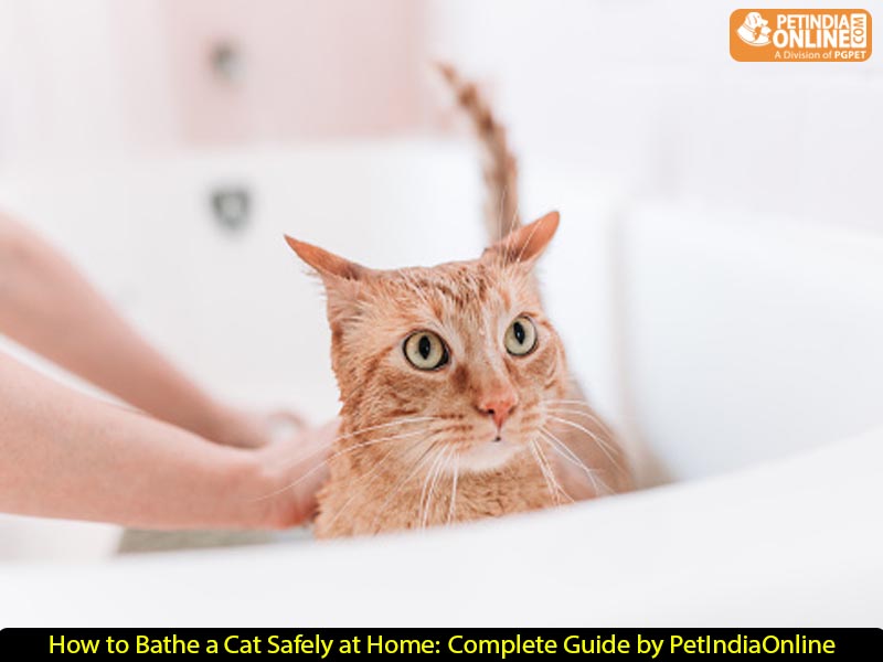 How to Bathe a Cat Safely at Home: Complete Guide by PetIndiaOnline