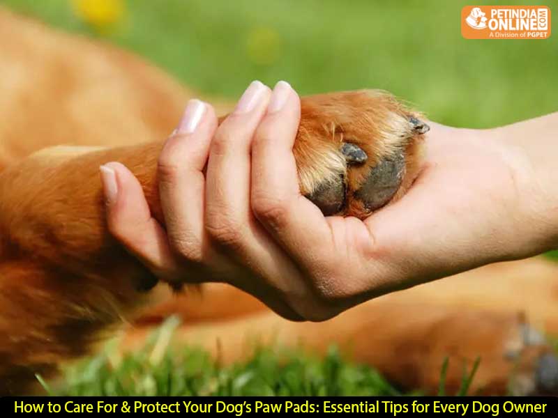 How to Care For & Protect Your Dog’s Paw Pads: Essential Tips for Every Dog Owner