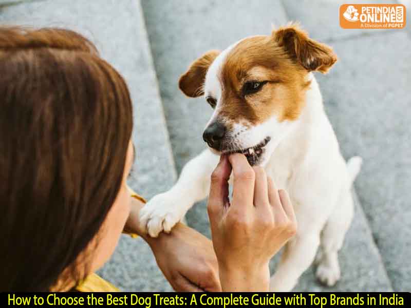 How to Choose the Best Dog Treats: A Complete Guide with Top Brands in India