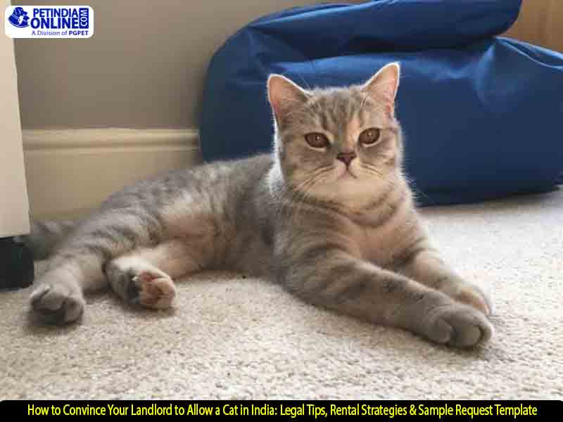 How to Convince Your Landlord to Allow a Cat in India: Legal Tips, Rental Strategies & Sample Request Template