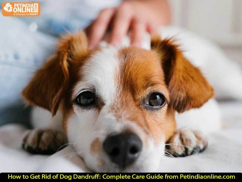 How to Get Rid of Dog Dandruff: Complete Care Guide from Petindiaonline.com