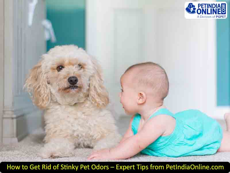 How to Get Rid of Stinky Pet Odors – Expert Tips from PetIndiaOnline.com