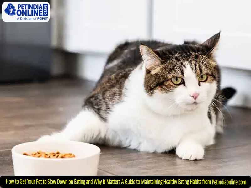 How to Get Your Pet to Slow Down on Eating and Why it Matters A Guide to Maintaining Healthy Eating Habits from Petindiaonline.com