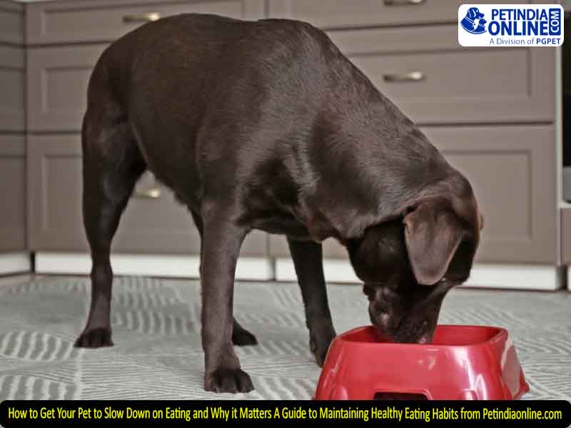 How to Get Your Pet to Slow Down on Eating and Why it Matters A Guide to Maintaining Healthy Eating Habits from Petindiaonline.com