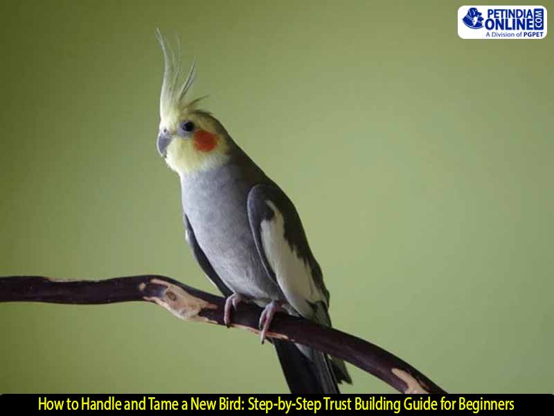 How to Handle and Tame a New Bird: Step-by-Step Trust Building Guide for Beginners