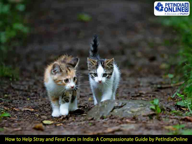 How to Help Stray and Feral Cats in India: A Compassionate Guide by PetIndiaOnline
