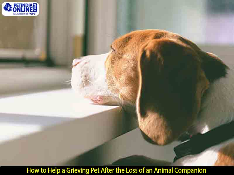 How to Help a Grieving Pet After the Loss of an Animal Companion