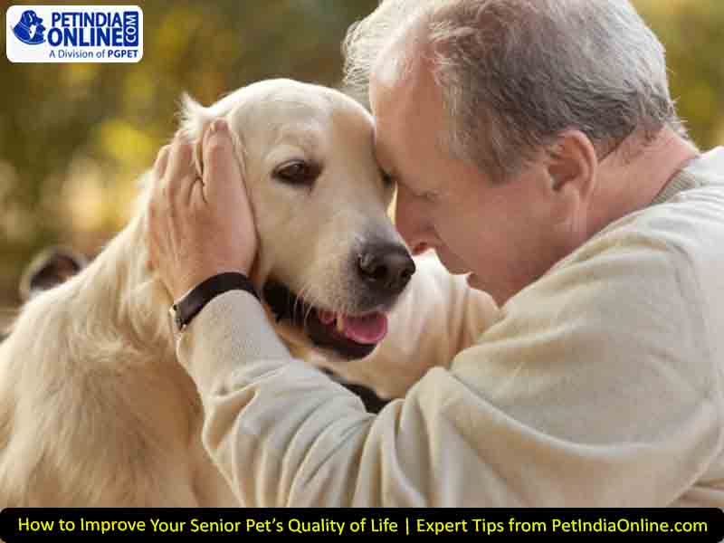 How to Improve Your Senior Pet’s Quality of Life | Expert Tips from PetIndiaOnline.com