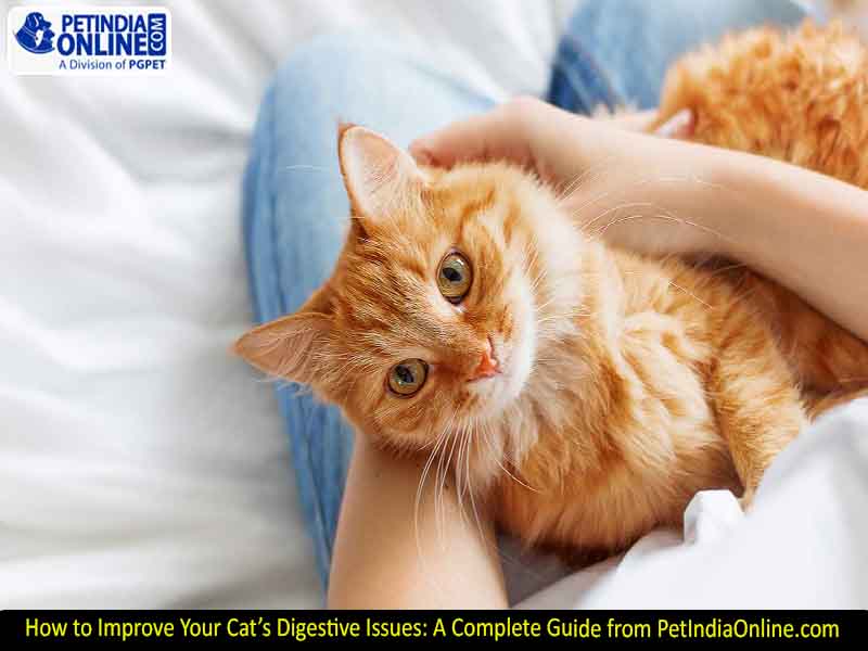 How to Improve Your Cat’s Digestive Issues: A Complete Guide from PetIndiaOnline.com