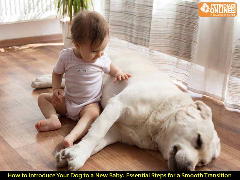 How to Introduce Your Dog to a New Baby: Essential Steps for a Smooth Transition