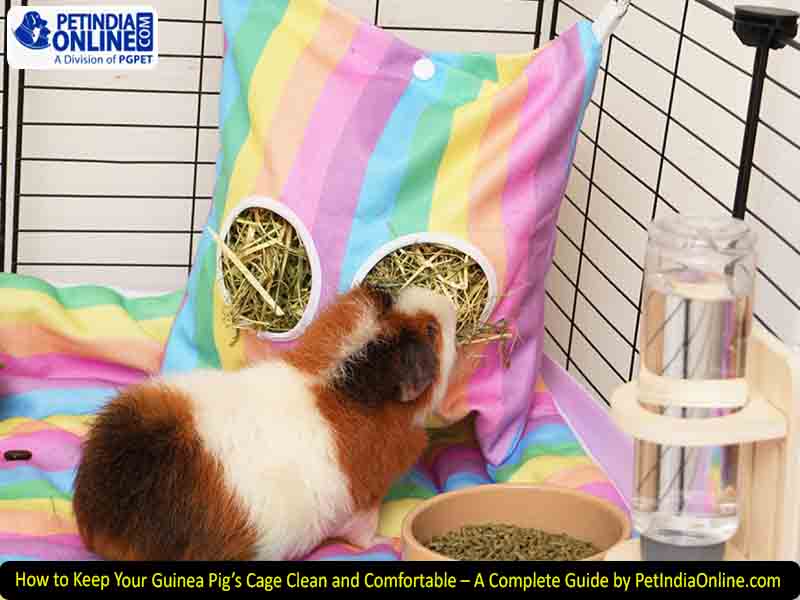 How to Keep Your Guinea Pig’s Cage Clean and Comfortable – A Complete Guide by PetIndiaOnline.com